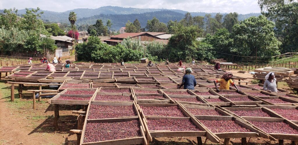 Koffiebonen plantage